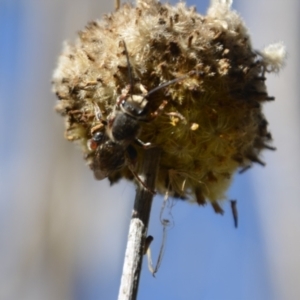 Lipotriches sp. (genus) at Greenleigh, NSW - 6 Mar 2021