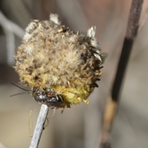 Lipotriches sp. (genus) at Greenleigh, NSW - 6 Mar 2021