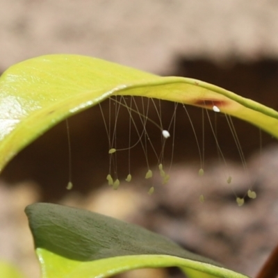 Neuroptera (order) (Unidentified lacewing) at Cook, ACT - 6 Mar 2021 by Tammy