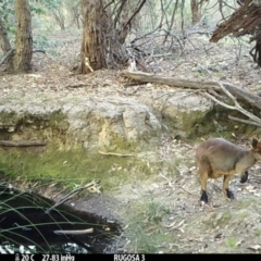 Notamacropus rufogriseus (Red-necked Wallaby) at Yass River, NSW - 3 Mar 2021 by SenexRugosus