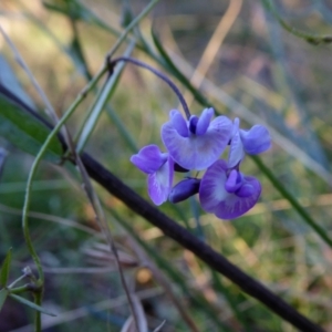 Glycine clandestina at Yass River, NSW - 4 Mar 2021 04:59 PM