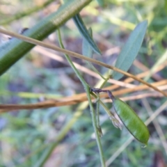 Glycine clandestina at Yass River, NSW - 4 Mar 2021 04:59 PM