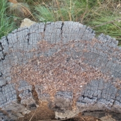 Papyrius nitidus at Paddys River, ACT - suppressed