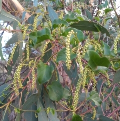 Anredera cordifolia (Madeira Vine ) at Paddys River, ACT - 6 Mar 2021 by michaelb