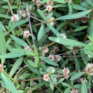 Alternanthera denticulata at Murrumbateman, NSW - 5 Mar 2021 03:43 PM