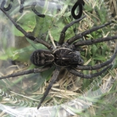 Tasmanicosa sp. (genus) (Unidentified Tasmanicosa wolf spider) at Wandella, NSW - 24 Feb 2021 by RobParnell