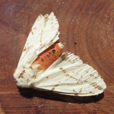 Ardices canescens (Dark-spotted Tiger Moth) at Wandella, NSW - 24 Feb 2021 by RobParnell