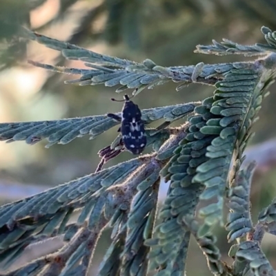 Neolaemosaccus sp. (genus) (A weevil) at Murrumbateman, NSW - 5 Mar 2021 by SimoneC