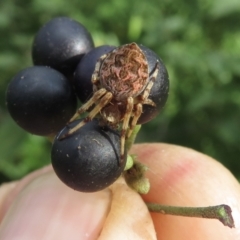 Unidentified Orb-weaving spider (several families) at Wandella, NSW - 23 Feb 2021 by RobParnell