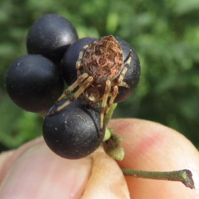 Unidentified Orb-weaving spider (several families) at Wandella, NSW - 23 Feb 2021 by RobParnell