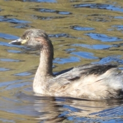 Tachybaptus novaehollandiae (Australasian Grebe) at Murrumbateman, NSW - 4 Mar 2021 by SimoneC