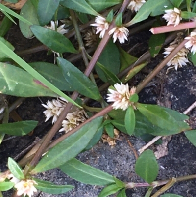 Alternanthera denticulata (Lesser Joyweed) at Carwoola, NSW - 6 Mar 2021 by JaneR