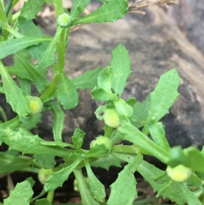 Centipeda cunninghamii (Common Sneezeweed) at Carwoola, NSW - 6 Mar 2021 by JaneR