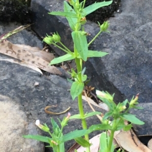 Gratiola pedunculata at Carwoola, NSW - 6 Mar 2021