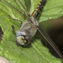 Hemicordulia tau (Tau Emerald) at Higgins, ACT - 3 Mar 2021 by AlisonMilton