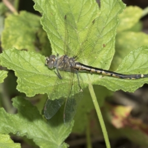 Hemicordulia tau at Higgins, ACT - 3 Mar 2021