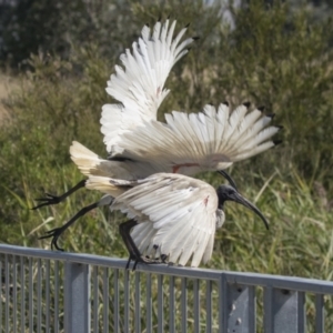 Threskiornis molucca at Gungahlin, ACT - 4 Mar 2021 10:07 AM