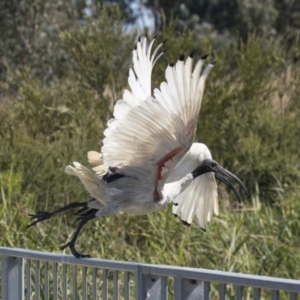 Threskiornis molucca at Gungahlin, ACT - 4 Mar 2021 10:07 AM