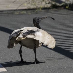 Threskiornis molucca at Gungahlin, ACT - 4 Mar 2021 10:07 AM