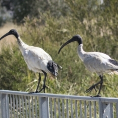 Threskiornis molucca at Gungahlin, ACT - 4 Mar 2021 10:07 AM