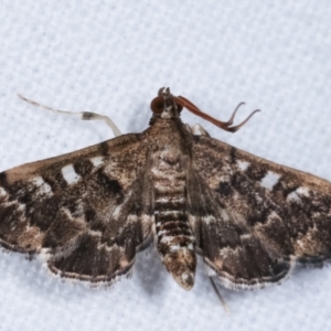 Nacoleia rhoeoalis at Melba, ACT - 2 Mar 2021 11:37 PM