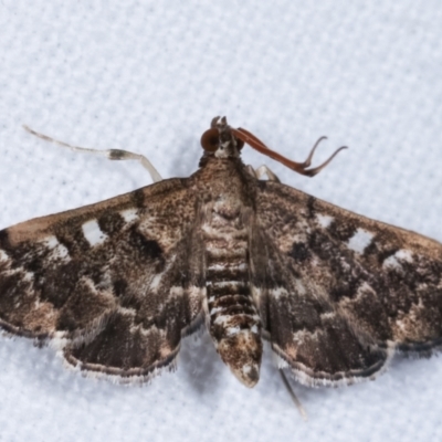 Nacoleia rhoeoalis (Spilomelinae) at Melba, ACT - 2 Mar 2021 by kasiaaus