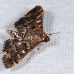 Nacoleia rhoeoalis at Melba, ACT - 2 Mar 2021