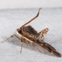 Nacoleia rhoeoalis at Melba, ACT - 2 Mar 2021