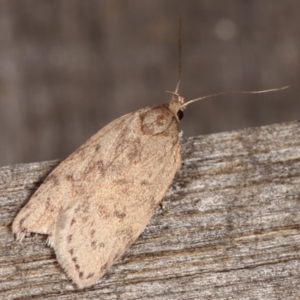 Garrha (genus) at Melba, ACT - 2 Mar 2021 11:38 PM