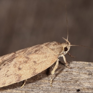 Garrha (genus) at Melba, ACT - 2 Mar 2021 11:38 PM