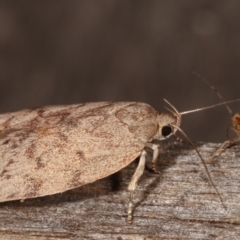 Garrha (genus) at Melba, ACT - 2 Mar 2021 11:38 PM