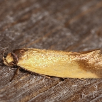 Phauloplana illuta (A concealer moth) at Melba, ACT - 2 Mar 2021 by kasiaaus