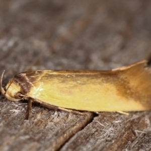 Phauloplana illuta at Melba, ACT - 2 Mar 2021 11:39 PM