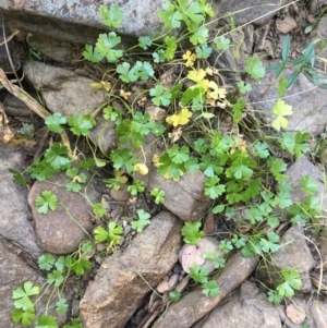 Hydrocotyle tripartita at Carwoola, NSW - 6 Mar 2021