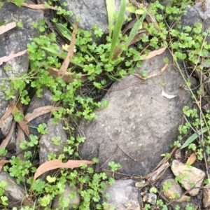 Hydrocotyle tripartita at Carwoola, NSW - 6 Mar 2021