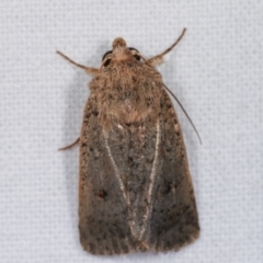 Proteuxoa (genus) (A Noctuid moth) at Melba, ACT - 2 Mar 2021 by kasiaaus