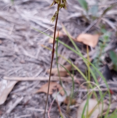 Corunastylis clivicola (Rufous midge orchid) at Holt, ACT - 2 Mar 2021 by drakes