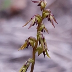 Corunastylis clivicola at Holt, ACT - 3 Mar 2021