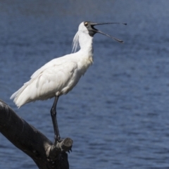 Platalea regia (Royal Spoonbill) at Gungahlin, ACT - 4 Mar 2021 by AlisonMilton