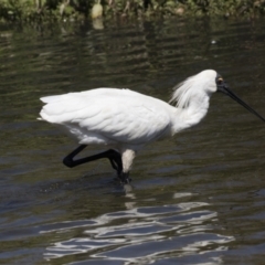 Platalea regia at Gungahlin, ACT - 4 Mar 2021 11:44 AM