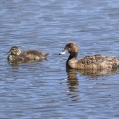 Aythya australis (Hardhead) at Gungahlin, ACT - 4 Mar 2021 by AlisonMilton