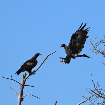 Aquila audax (Wedge-tailed Eagle) at Isabella Plains, ACT - 6 Mar 2021 by RodDeb