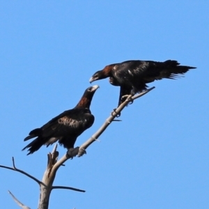 Aquila audax at Isabella Plains, ACT - 6 Mar 2021 05:32 PM