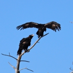 Aquila audax at Isabella Plains, ACT - 6 Mar 2021