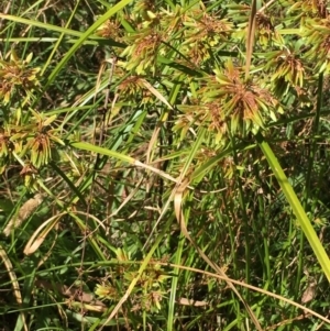 Cyperus eragrostis at Carwoola, NSW - 6 Mar 2021