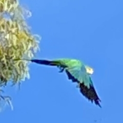 Polytelis swainsonii (Superb Parrot) at Wanniassa, ACT - 6 Mar 2021 by jksmits