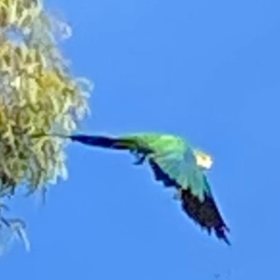 Polytelis swainsonii (Superb Parrot) at Wanniassa, ACT - 6 Mar 2021 by jksmits