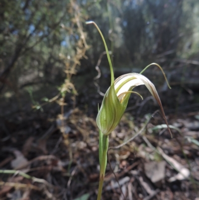 Diplodium ampliatum (Large Autumn Greenhood) at The Ridgeway, NSW - 6 Mar 2021 by krea