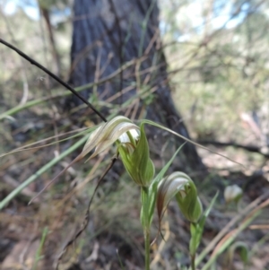 Diplodium ampliatum at The Ridgeway, NSW - suppressed