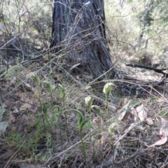 Diplodium ampliatum at The Ridgeway, NSW - 6 Mar 2021